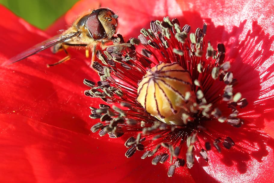 hoverfly, insect, poppy, klatschmohn, blossom, bloom, red, pollination HD wallpaper