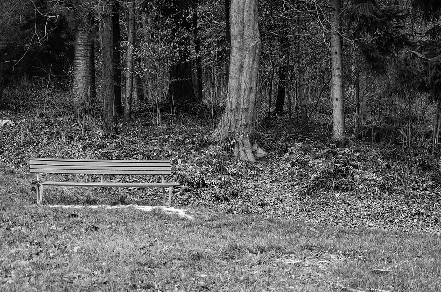 bank, forest, meadow, bench, silent, nature, out, trees, walk HD wallpaper