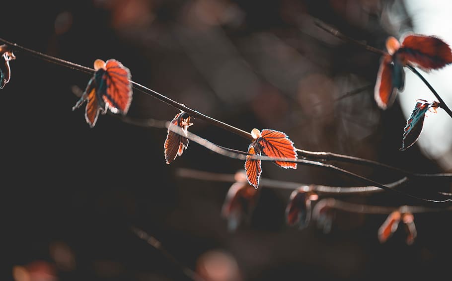 closeup photography of red plant, selective focus photography of brown leaf HD wallpaper