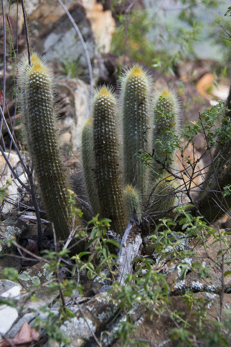 serrated, minas, cactus, thorns, plant, growth, succulent plant HD wallpaper