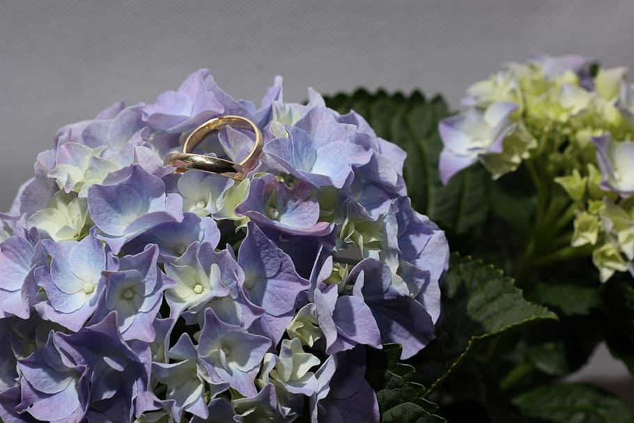Hydrangea, Rings, Gold Ring, Flower, wedding rings, purple HD wallpaper