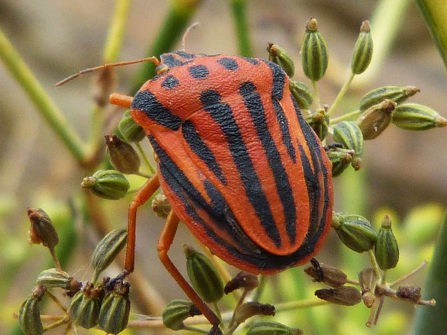 beetle, striped, insect, seeds, nature, close-up, animal wildlife HD wallpaper