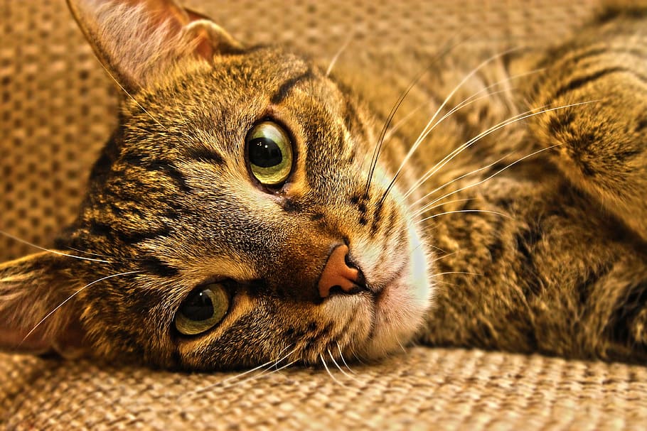 brown tabby cat lying down on mat, kitten, peaceful, relax, rest