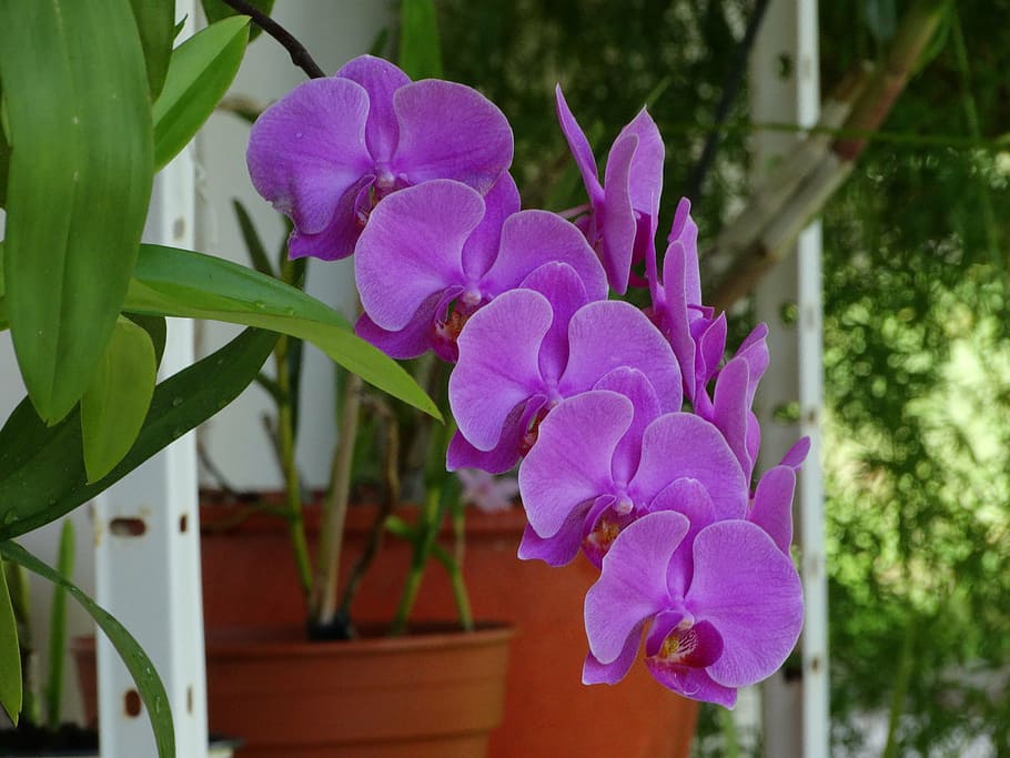 orchid, flowers, cayenne, plant, flowering plant, beauty in nature HD wallpaper