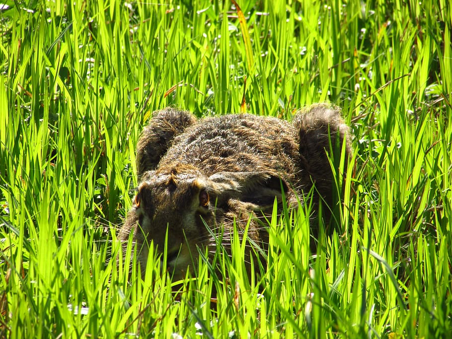 hare, green, grass, animal, green grass, straws, nature, green color HD wallpaper