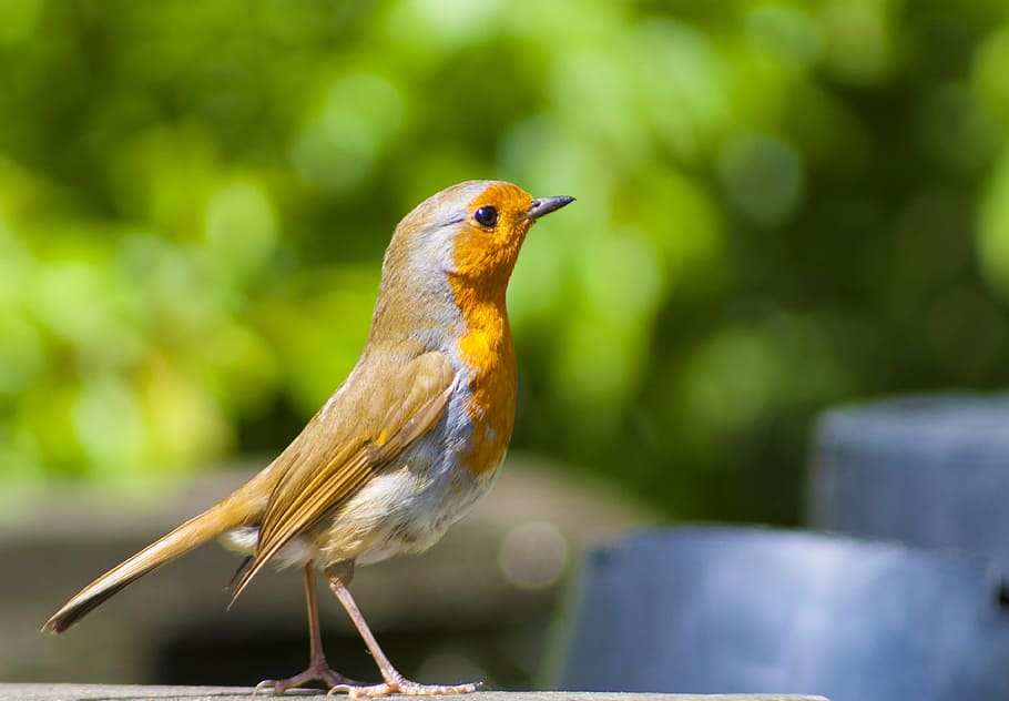 Robin, Redbreast, Bird, Nature, summer, wildlife, animal, beak HD wallpaper