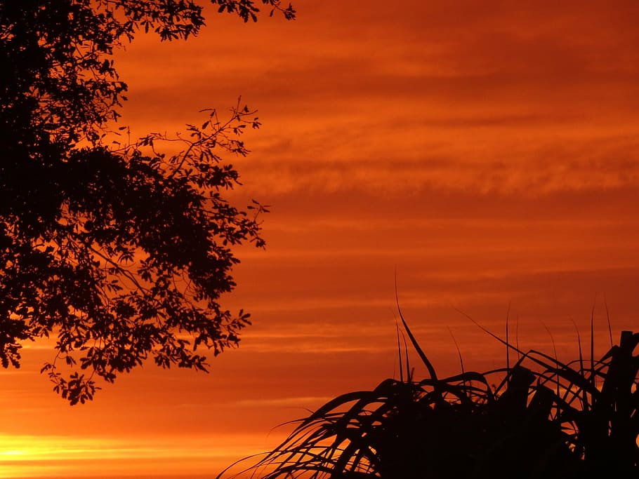 sunset, sky, abendstimmung, orange color, silhouette, plant HD wallpaper
