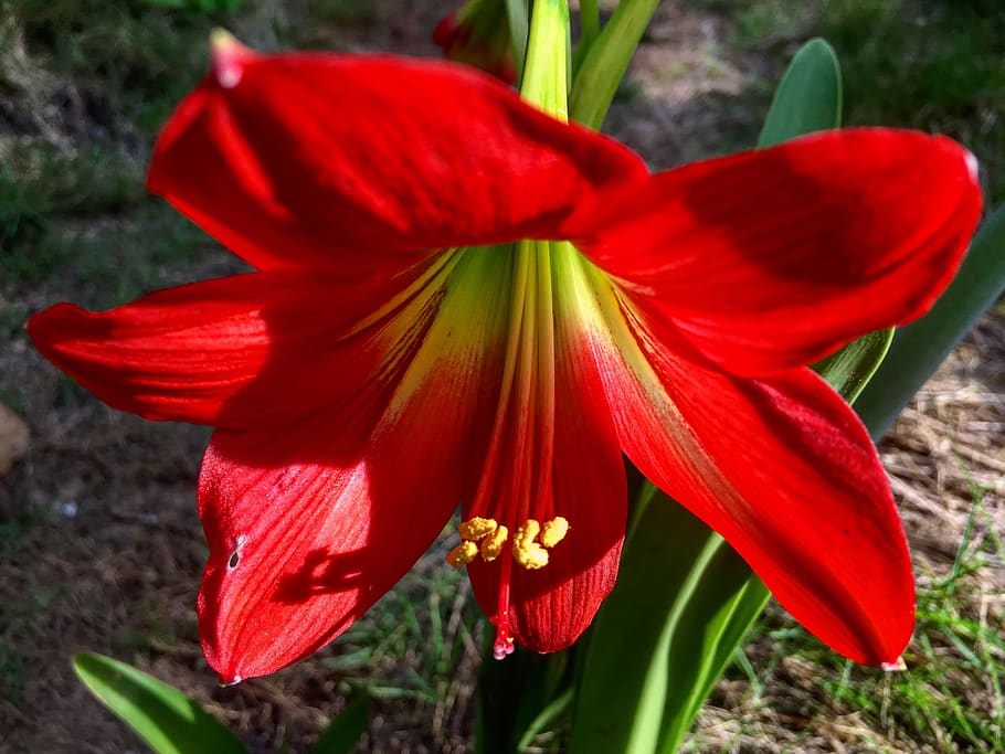 by, iphone, 6s, plus, flowering plant, petal, red, freshness HD wallpaper