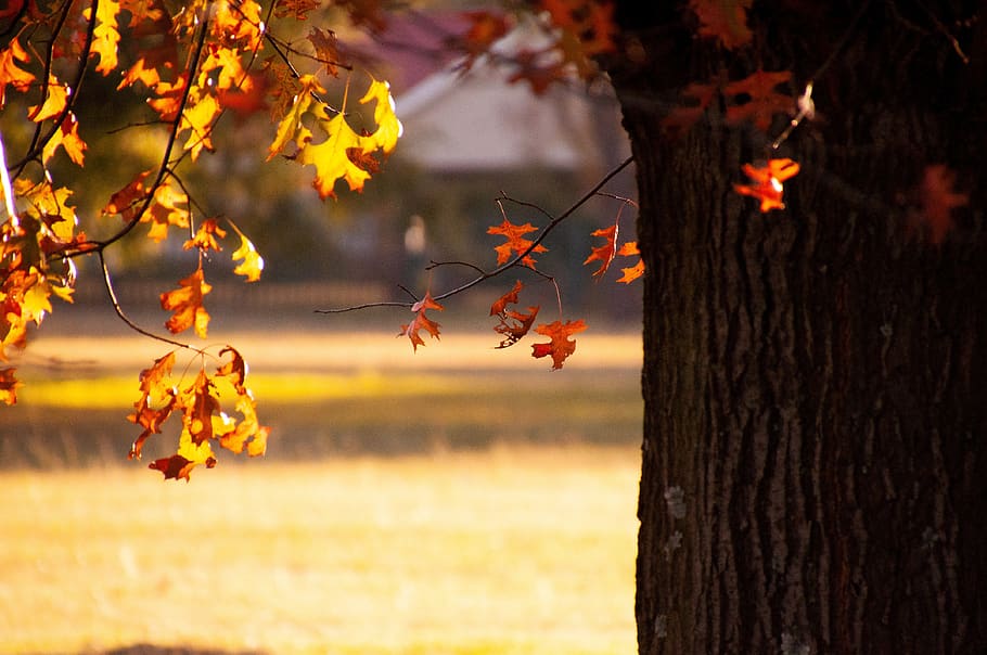 autumn, tree, autumnal, fall, plant, change, plant part, focus on foreground HD wallpaper