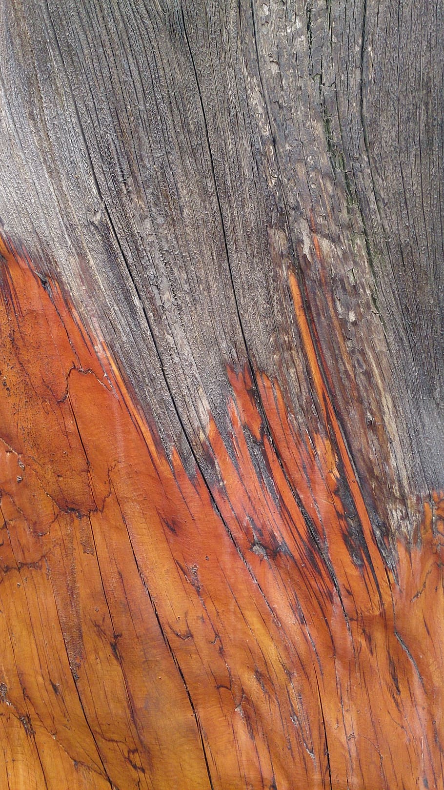 cypress bark texture, textured, full frame, backgrounds, wood - material HD wallpaper