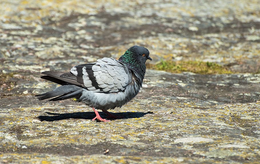 dove, summer, mountain, bird, animal, animal themes, animal wildlife HD wallpaper