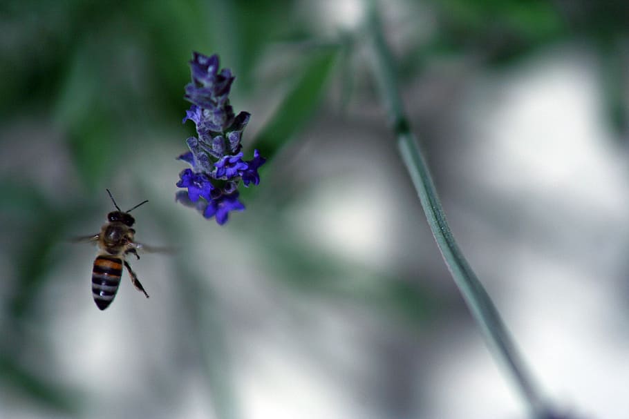 bee, flower, spring, insect, invertebrate, flowering plant HD wallpaper