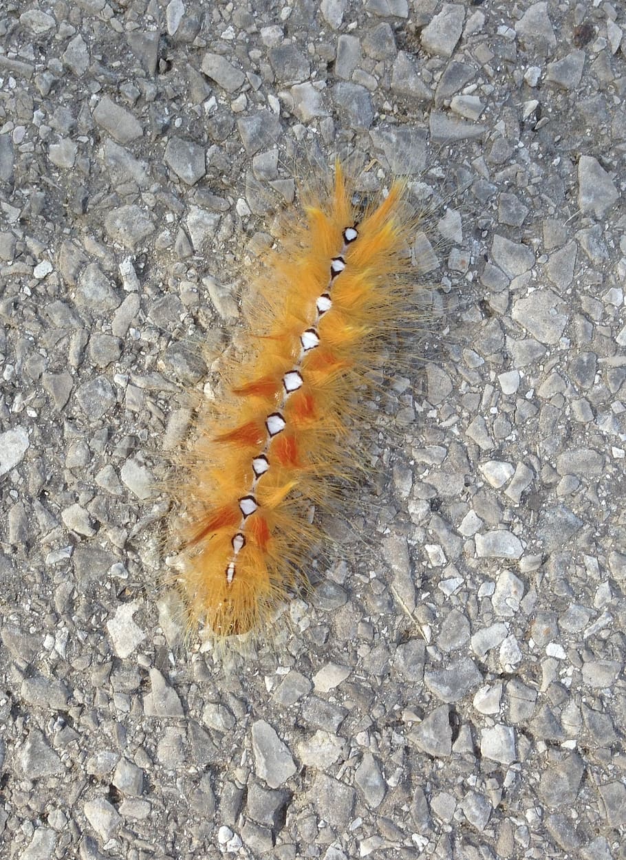 maple moth, acronicta, caterpillar, yellow, nature, high angle view HD wallpaper