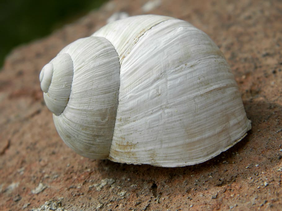 conch, white, snail, shell, close-up, food, vegetable, focus on foreground HD wallpaper