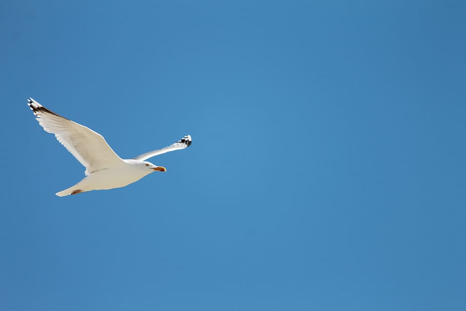 seagull, fly, flight, bird, flying, nature, animal, animal Wing HD wallpaper