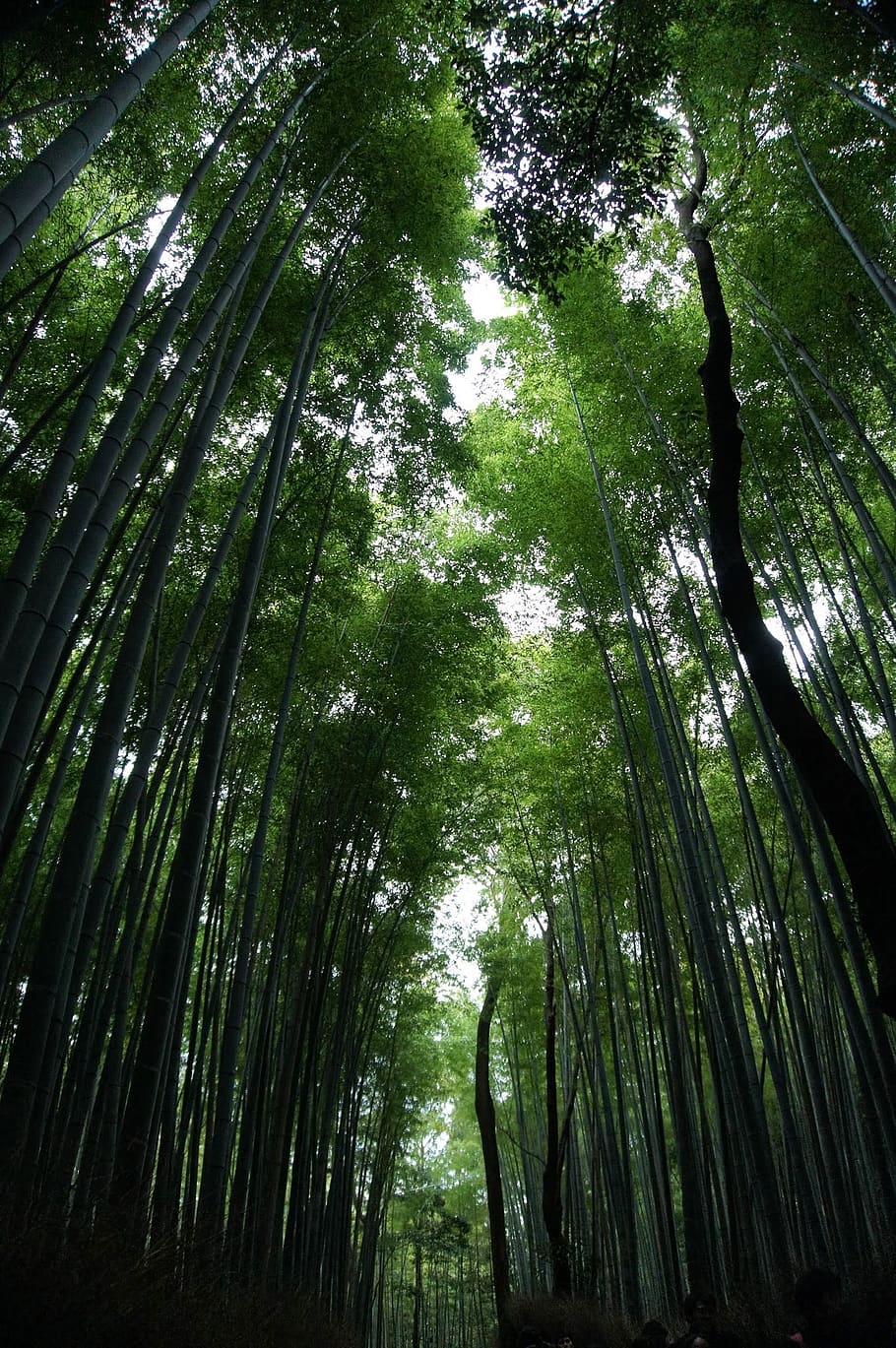 bamboo, landscape, woods, forest, tree, shadow, plant, growth HD wallpaper