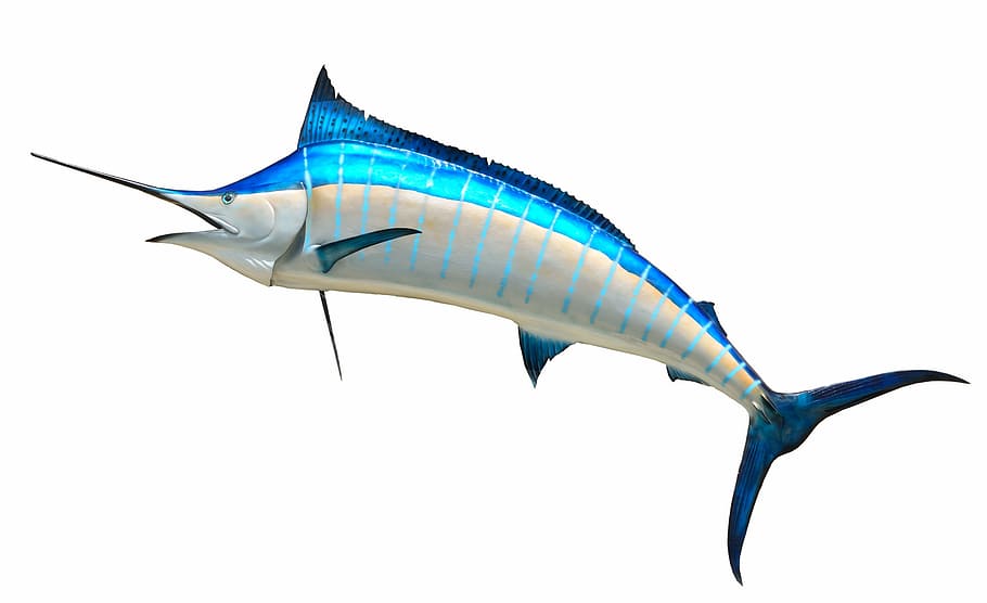 gray and blue sword fish, blue marlin, taxidermy, fishing, game