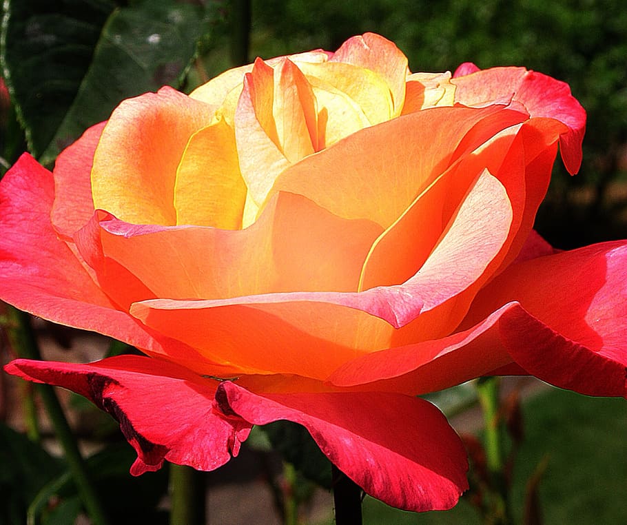 rose, yellow, flower, single, nature, plant, petal, leaf, red HD wallpaper