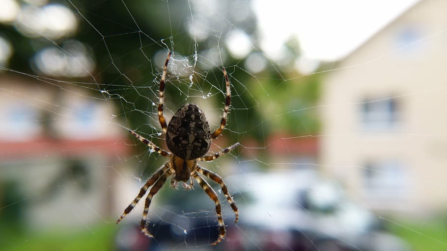 spider, tiger spider, close, spider Web, nature, animal, arachnid HD wallpaper
