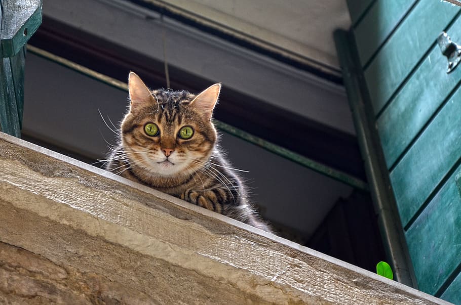 cat standing on window looking down, window sill, mackerel HD wallpaper