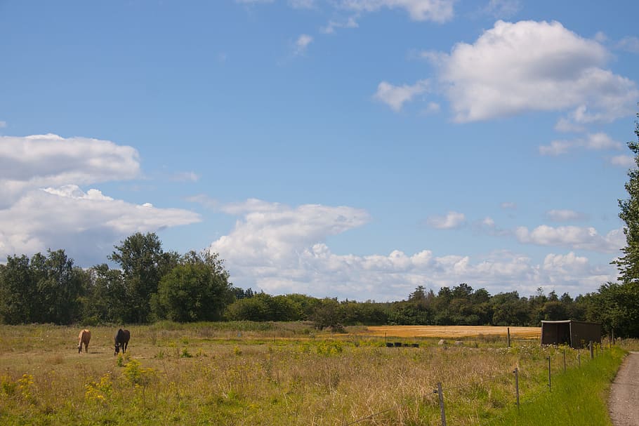 field, blue sky, clouds, sums, vegetation, trees, denmark, nordic HD wallpaper