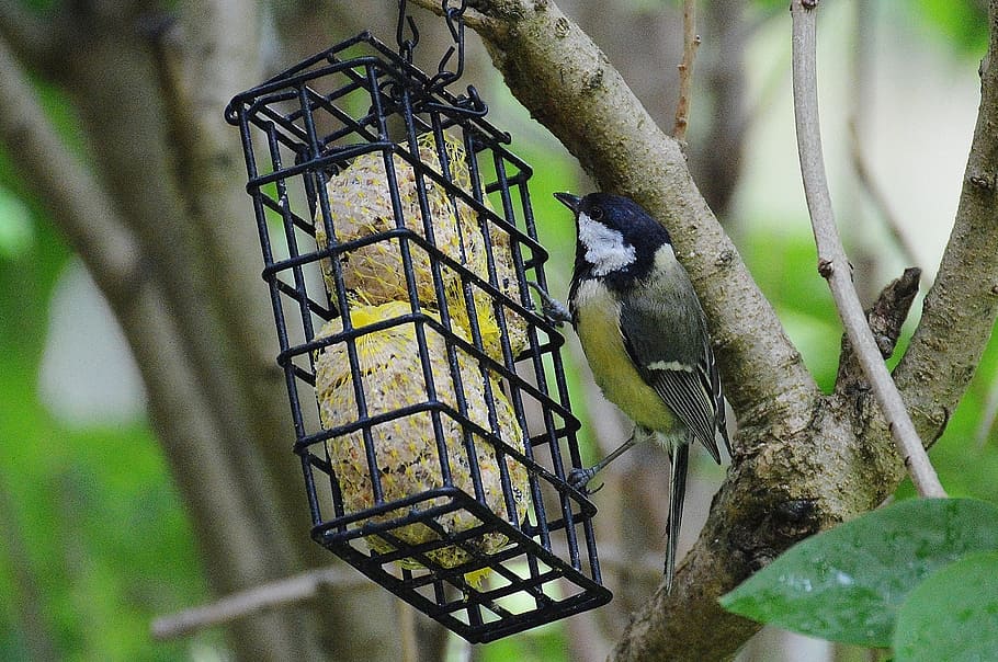 tit, bird, fly, bird seed, nature, small bird, animal, feed HD wallpaper