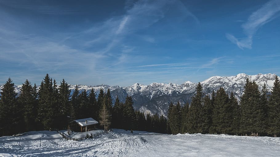 pine trees on snowfield under blue sky during daytime, winter HD wallpaper