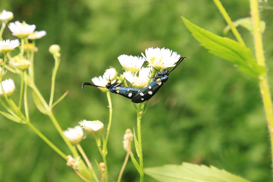 black, butterfly, copulation, dots, flowers, yellow, insects HD wallpaper