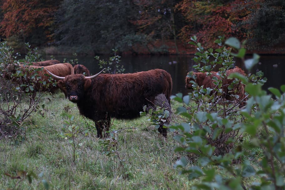 cattle, creek, grass, nature, cow, outdoor, animal, landscape, HD wallpaper