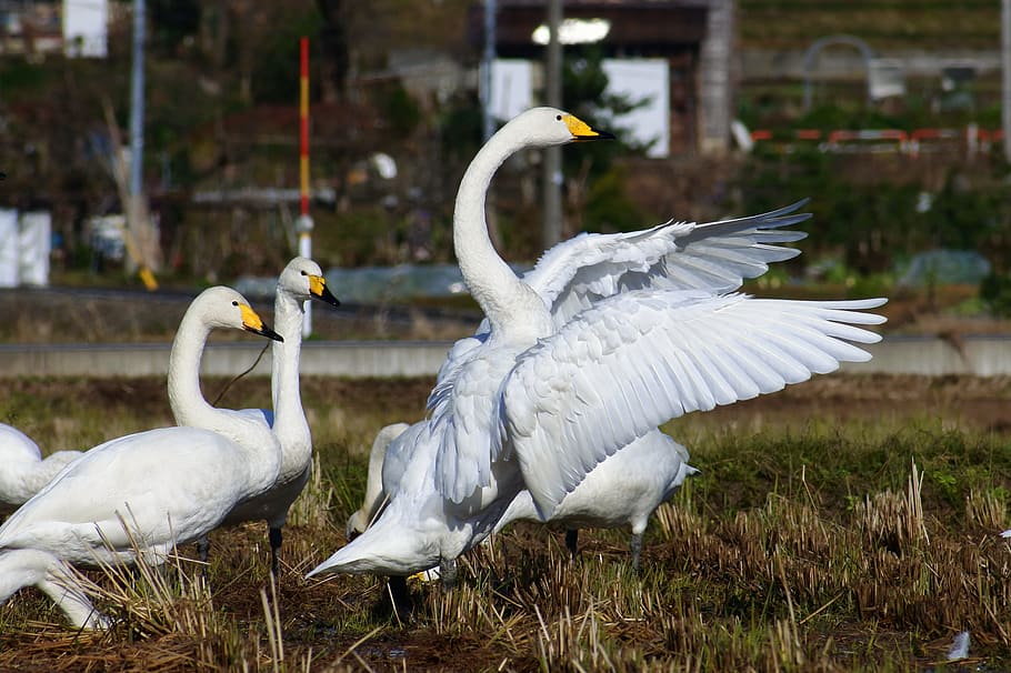 animal, rural, yamada's rice fields, bird, wild birds, waterfowl, HD wallpaper