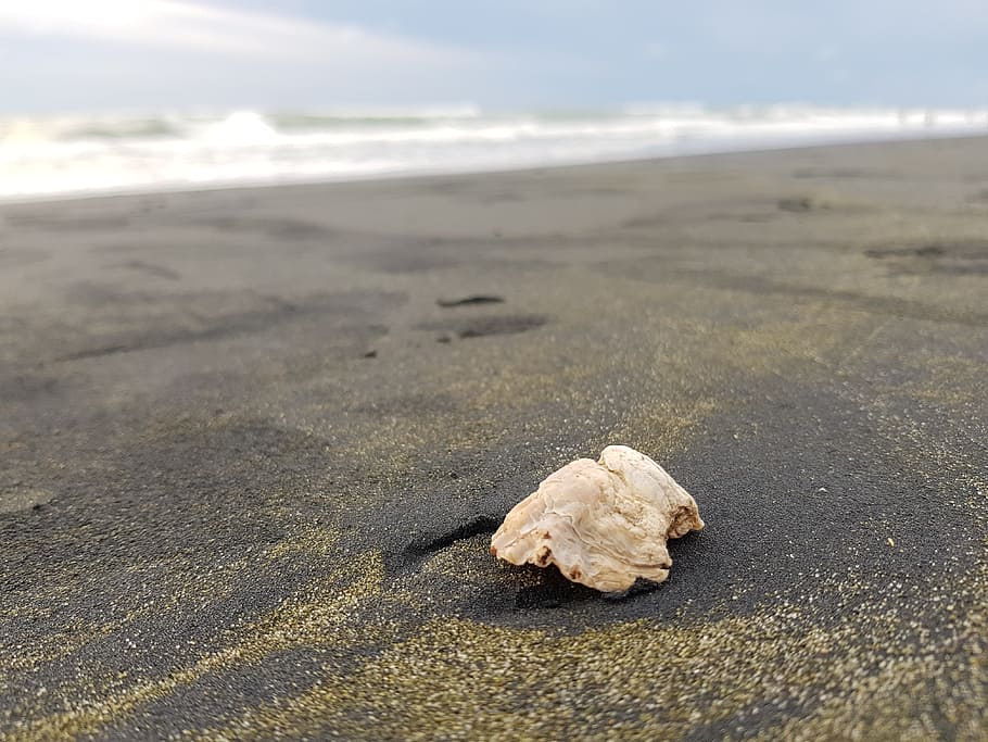 shell, beach, sea shell, land, sand, nature, day, tranquility HD wallpaper