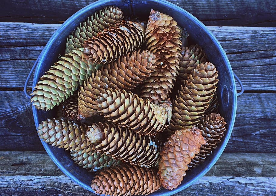 pinecones lot on gray bucket, fall, comes, autumn, season, basket HD wallpaper