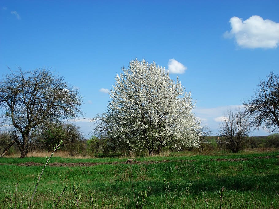 Spring, Flowering Tree, Grass, sky, leaves, nature, no people HD wallpaper