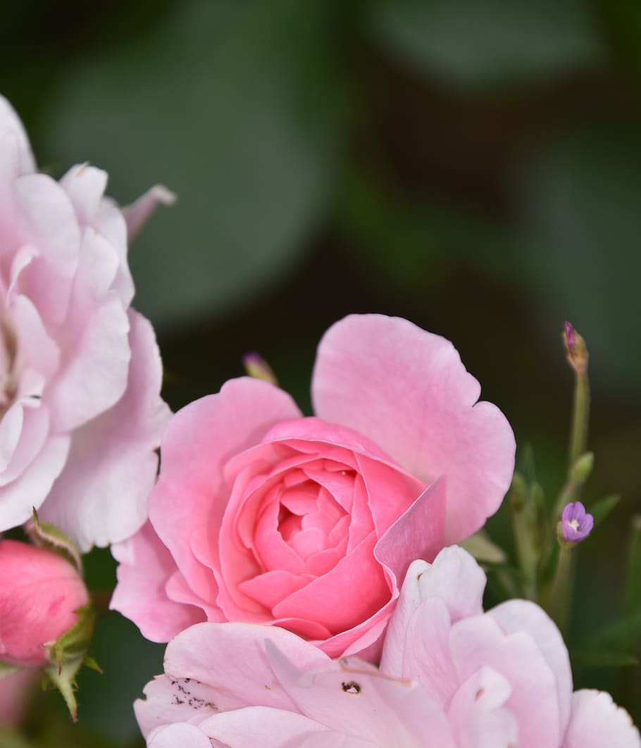 rosebush, pink, flower, nature, garden, flowering, fleuri, petals, HD wallpaper