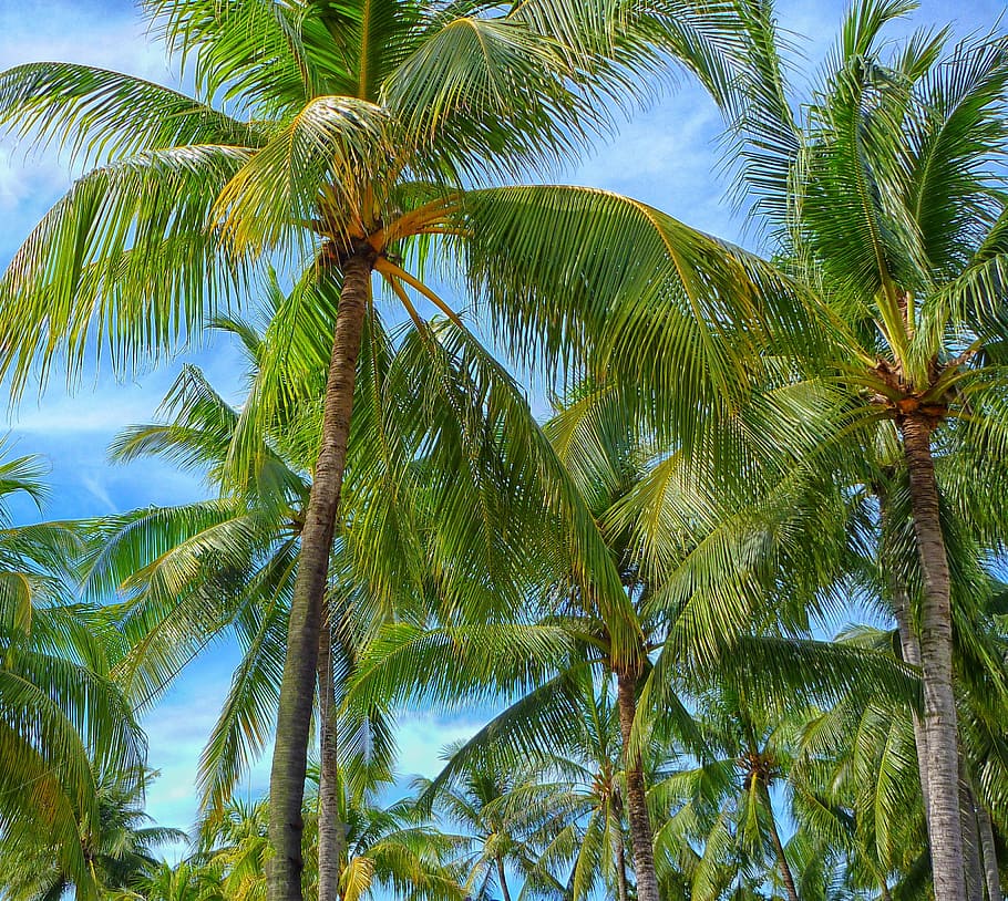 green coconut trees under clear blue sky, palm trees, sunny HD wallpaper