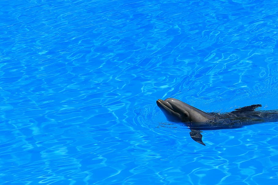 black dolphin, delfin, water, pool, preview, swim, fins, mammal HD wallpaper