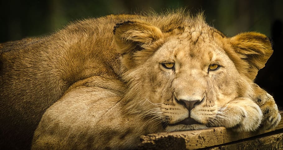 photo of lioness laying on wooden surface, young, close, eyes HD wallpaper