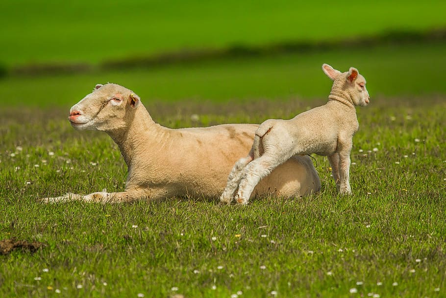 two white sheep on grass field during daytime, luka, nature HD wallpaper