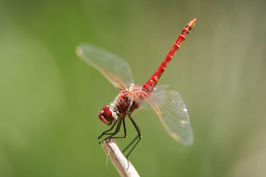 red dragonfly closeup photography, propeller, wing, insect HD wallpaper