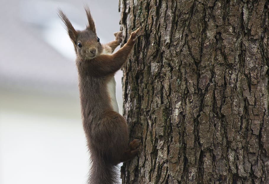 squirrel, animal, nature, forest, tree, forest life, wildlife HD wallpaper