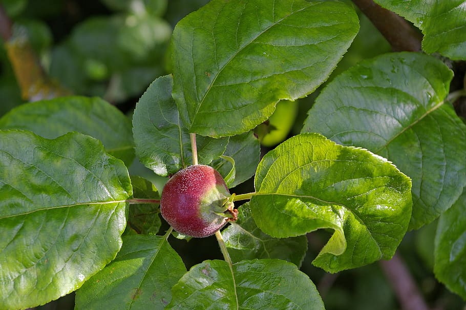 apple, apple tree, immature, fruit set, small, fruits, fruit tree HD wallpaper