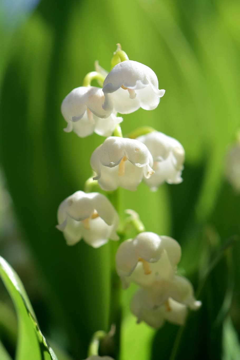 macro photo of white flowers, lily of the valley, spring, nature, HD wallpaper