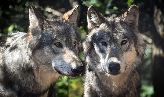 two gray and white wolves, wolf, mounting, animal, wild, predator HD wallpaper