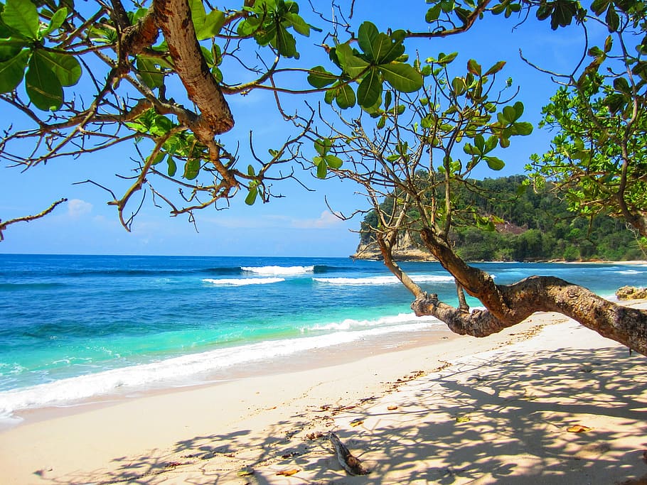 trees on seashore, beach, summer, blue, summer beach, vacation HD wallpaper