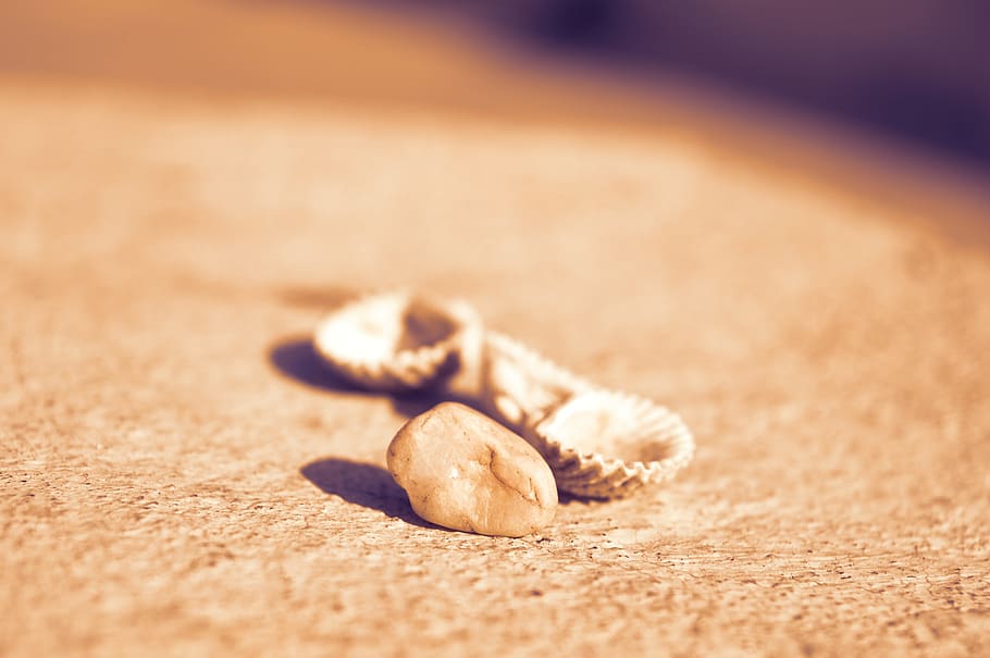 Shells, Beach, Stone, Beachcomber, nature, holiday, close-up HD wallpaper