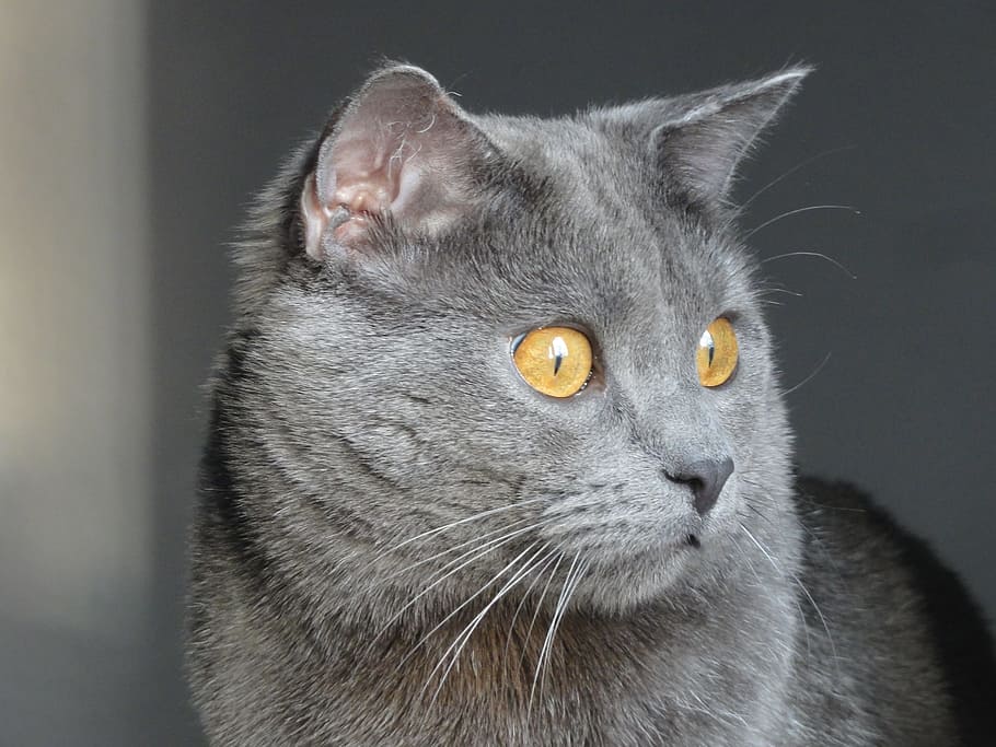 gray Persian cat in macro photography, chartreux, animals, pet HD wallpaper