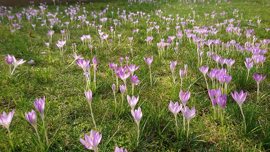 Spring, Grass, Flower, flowers, spring flower, nature, floral HD wallpaper