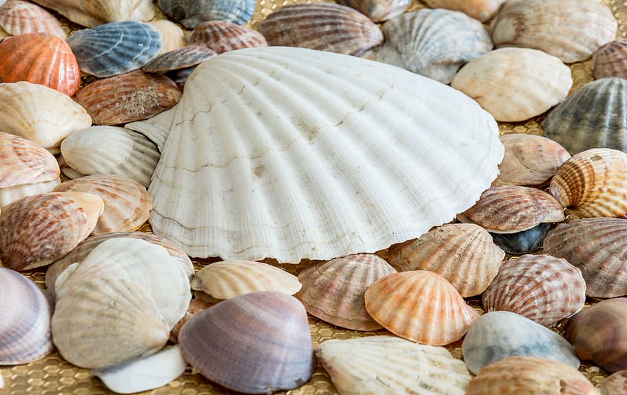 assorted-color seashell lot, sea shells, ocean, nature, summer, HD wallpaper