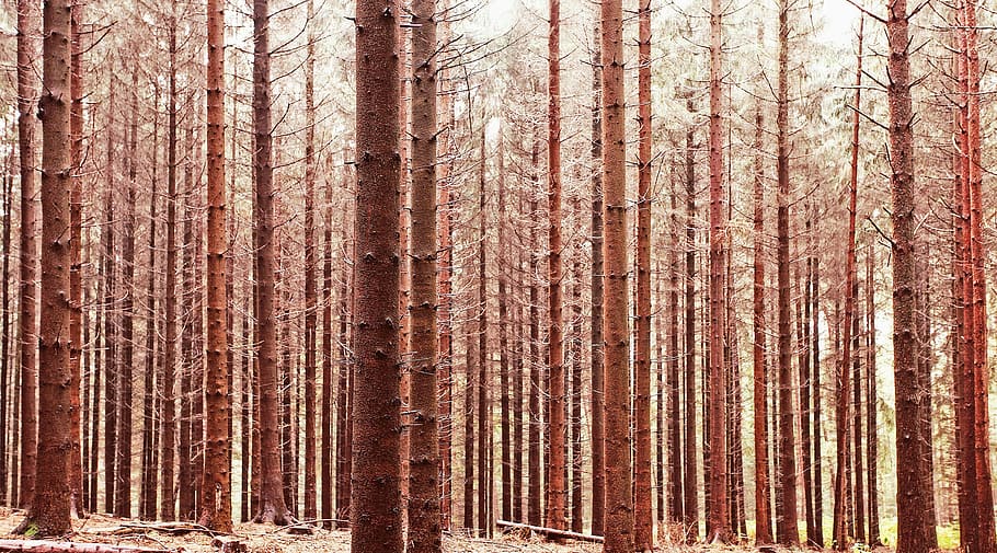 trees, forest, nature, no people, tree trunk, land, day, plant HD wallpaper