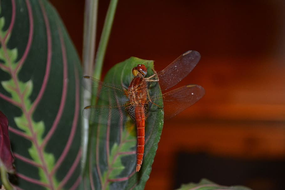 insect, invertebrates, nature, one animal, animal themes, animal wildlife HD wallpaper